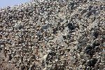 Gannet colony